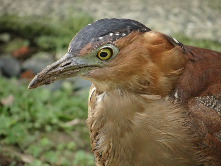 Malayan Night Heron feeds mainly on earthwormsの写真素材