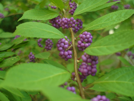 Callicarpa formosana Rolfe.purple berries on a bush in the garden, closeup of photoの写真素材