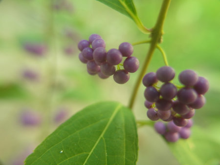 Callicarpa formosana Rolfe.Bunch of purple berries on a branch with green leaves in the backgroundの写真素材
