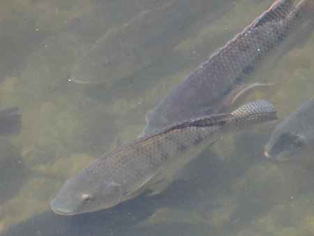 Tilapia are farmed in many parts of the world. Fish swimming in the lake in the wild. Close-up.