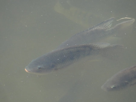 Tilapia are farmed in many parts of the world. Fish swimming in the lake, close-up of a freshwater...