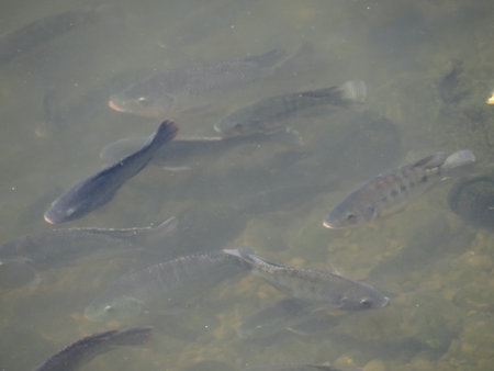 Tilapia are farmed in many parts of the world.Fish swimming in the lake, close-up view of many fishesの写真素材