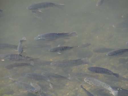 Tilapia are farmed in many parts of the world.Fish swimming in the pond, closeup of photo with shallow depth of fieldの写真素材
