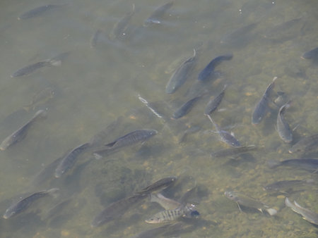 Tilapia are farmed in many parts of the world.group of fish in the water, closeup of photo with selective focusの写真素材