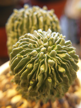 The unique form and structure of cacti.Close up of cactus in the pot. Selective focus.の写真素材