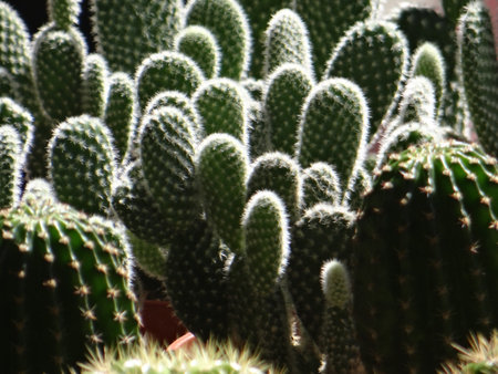 Cactus in the botanical garden at Bangkok, Thailand. Selective focus.の写真素材