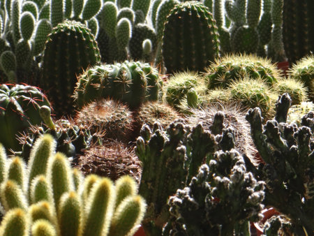 Cactus in the botanical garden. Close up cactus.の写真素材