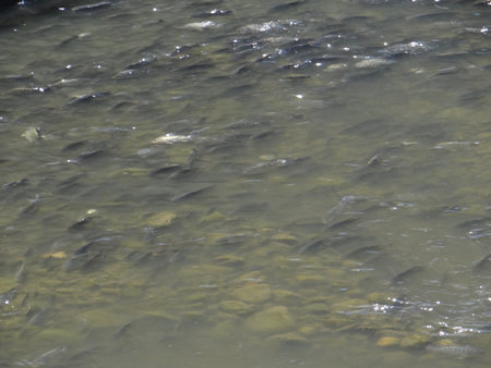 Fish in the river in the summer, closeup of photo.