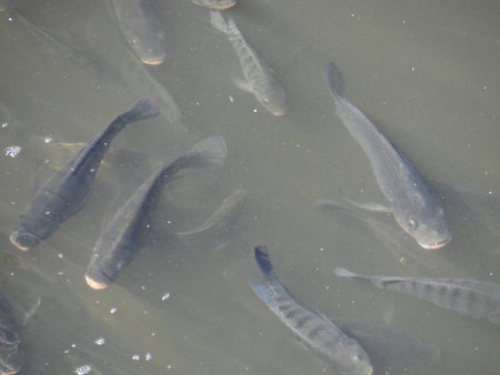 Fish in the pond, closeup of photo