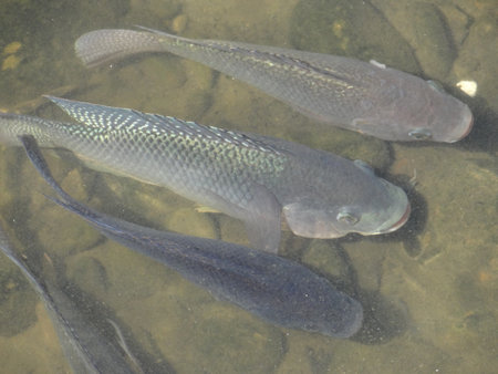 Tilapia has high nutritional value and is low in fat and high in protein. Fish in the water, closeup of photo, north chinaの写真素材