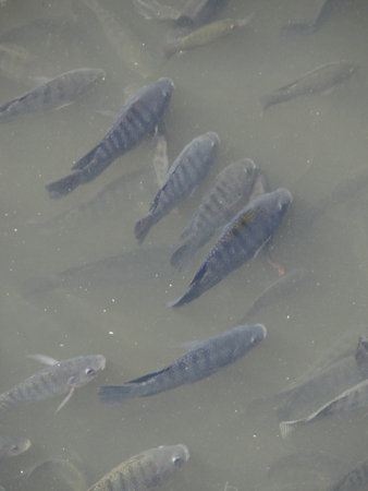 group of fish in the pond, closeup of photo with soft focusの写真素材