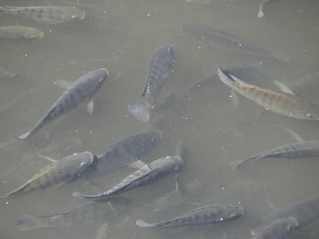 Fishes in a pond, closeup of photo, computer generated images