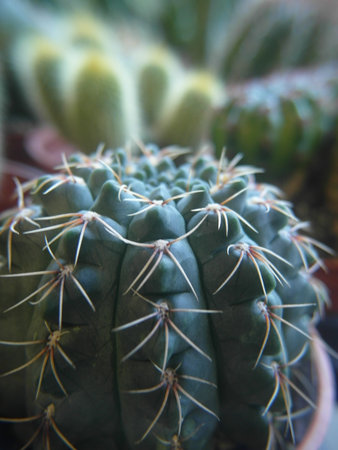 The unique morphology and structure of cactus.cactus in the pot, close up of cacti for backgroundの写真素材