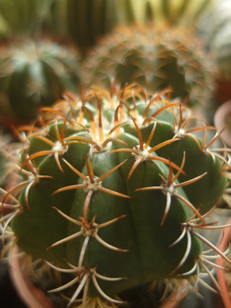 Cactus in a pot, close-up of cactusの写真素材