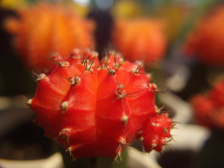 Close up of cactus in the garden with shallow depth of fieldの写真素材