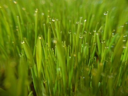 Water droplets on the green grass. Shallow depth of field.