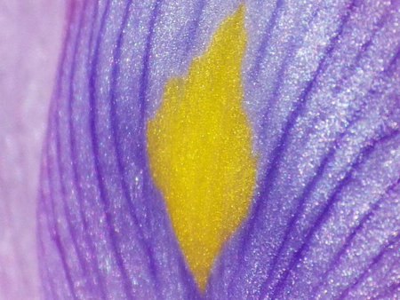 water hyacinths, close-up of a purple flower.