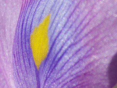 water hyacinths, close-up of a purple flower.