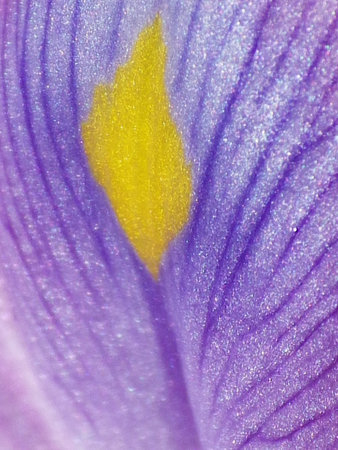 close-up of a purple flower. Macro shot.の写真素材