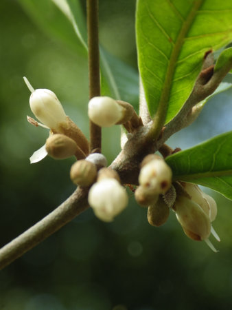 Small white flowers have a faint coconut milk fragrance.の写真素材
