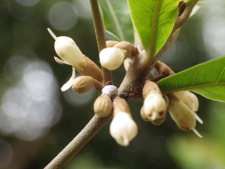 Small white flowers bloom in the leaf axils; the flowers have a faint coconut milk fragrance.の写真素材