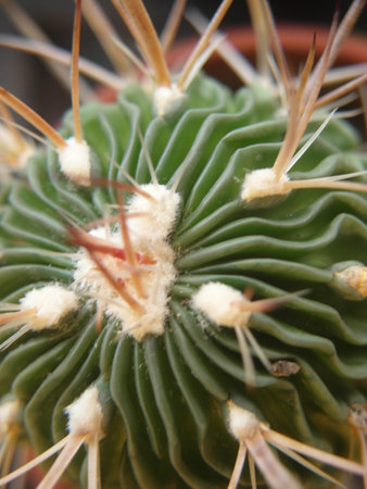 The unique morphology and structure of cactus.Close up of Mammillaria cactus,Gran Canaria,Spainの写真素材