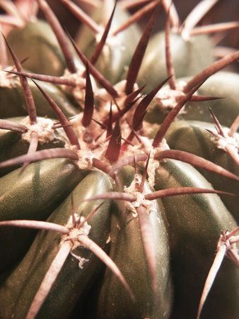 The unique morphology and structure of cactus.Close up of cactus with shallow depth of field, vintage styleの写真素材