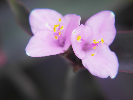 Purple flowers in the garden, Thailand. (selective focus)の写真素材