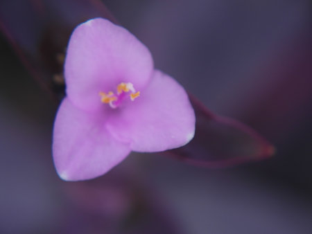 purple flower in the garden. macro photo with shallow depth of fieldの写真素材