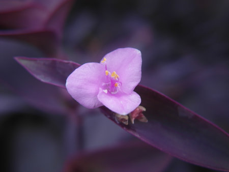 Purple flower on a dark background, close-up, macroの写真素材