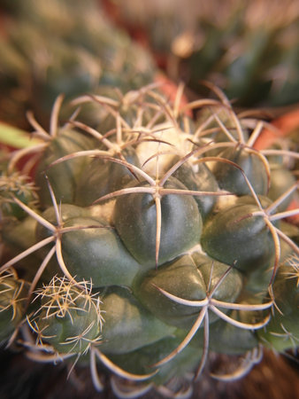 The unique morphology and structure of cactus.Close up of Mammillaria cactus with soft focus background.の写真素材