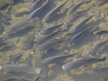 Tilapia has high nutritional value and is low in fat and high in protein. Fish in the water of the lake in the summer, closeup of photoの写真素材