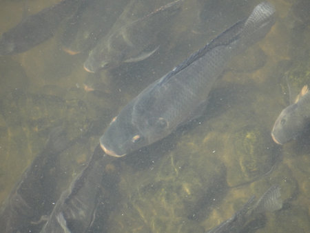 fish swimming in a pond in the park, closeup of photoの写真素材