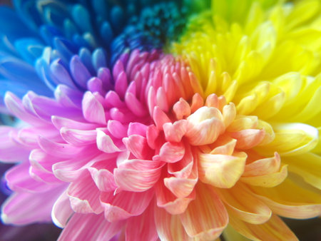 Colorful chrysanthemum flowers close-up macro photographyの写真素材