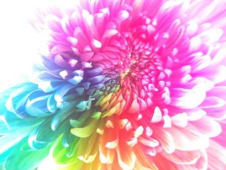 Colorful chrysanthemum flower on the white background.の写真素材
