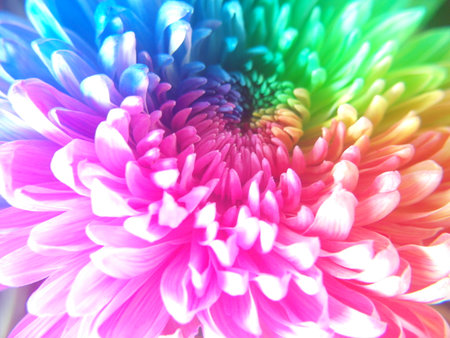 Colorful chrysanthemum flower abstract background for design.の写真素材