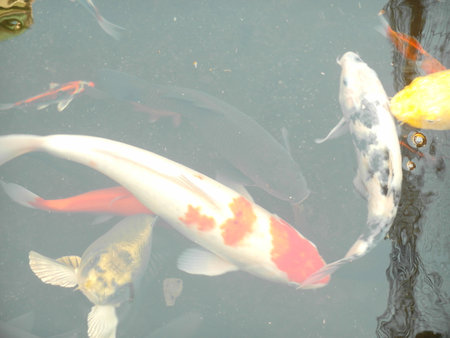 Koi fish swimming in the pond in the park of Japan.の写真素材