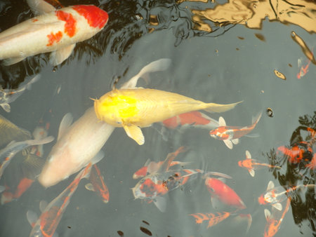 Koi fish in the pond, closeup of photo with soft focusの写真素材
