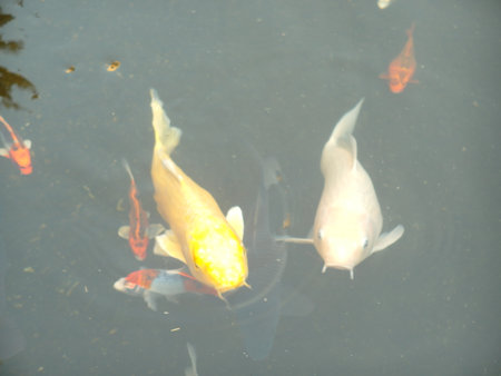 Koi fish swimming in the pond, close-up of photoの写真素材