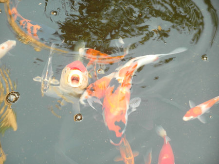 Koi fish in the pond, close-up of photo.の写真素材