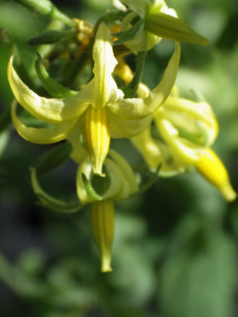 Yellow flower close-up on a blurred backgroundの写真素材