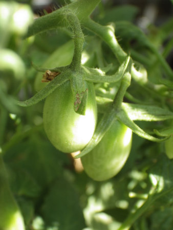 Green tomatoes growing in the garden. Selective focus with shallow depth of field.の写真素材
