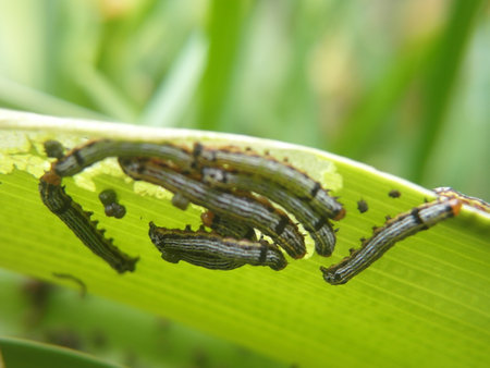 Spodoptera litura,Cotton leafworm,Tobacco cutworm,Army worm,Caterpillar on a green leaf, close up of caterpillarの写真素材