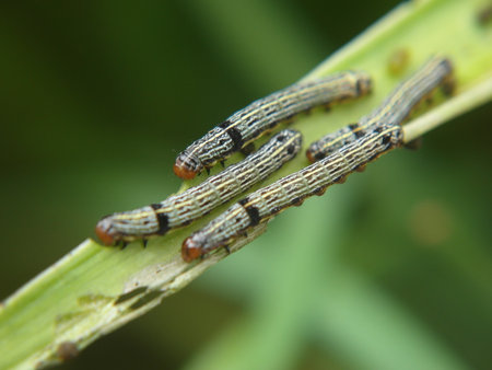 Spodoptera litura,Cotton leafworm,Tobacco cutworm,Army worm,Caterpillar larvae on plant in the wild, north chinaの写真素材