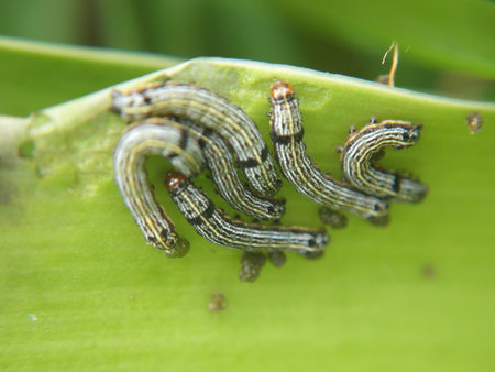 Spodoptera litura,Cotton leafworm,Tobacco cutworm,Army worm,Caterpillar on green leaf in the garden,...