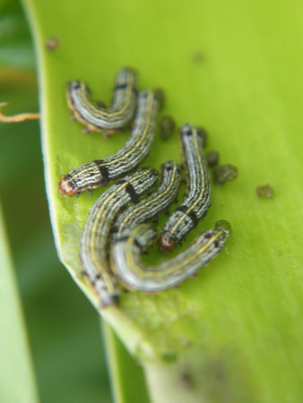 Spodoptera litura,Cotton leafworm,Tobacco cutworm,Army worm,Caterpillar on green leaf in the garden,...