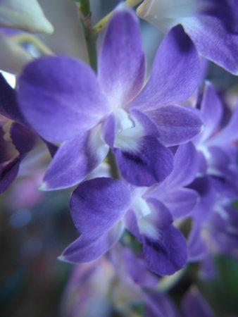 Beautiful purple orchid flower in the garden. Selective focus.の写真素材