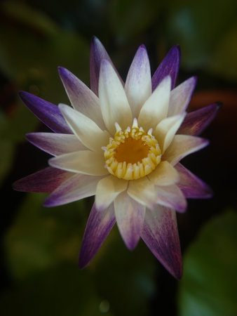 Beautiful waterlily flower blooming in the pond. Shallow depth of fieldの写真素材