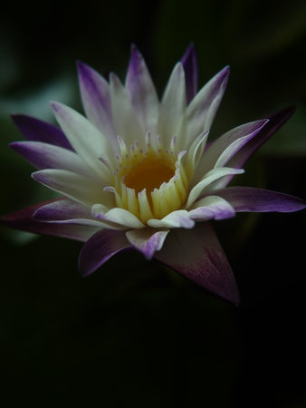 Beautiful waterlily flower in the pond, Thailand. (Selective focus)