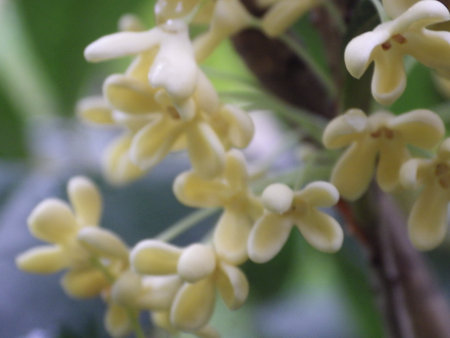Sweet Osmanthus,Close up of yellow flowers on a tree in the garden, stock photoの写真素材